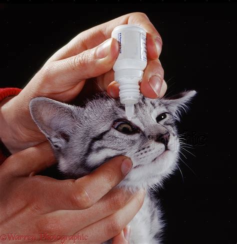 eye drops for cats